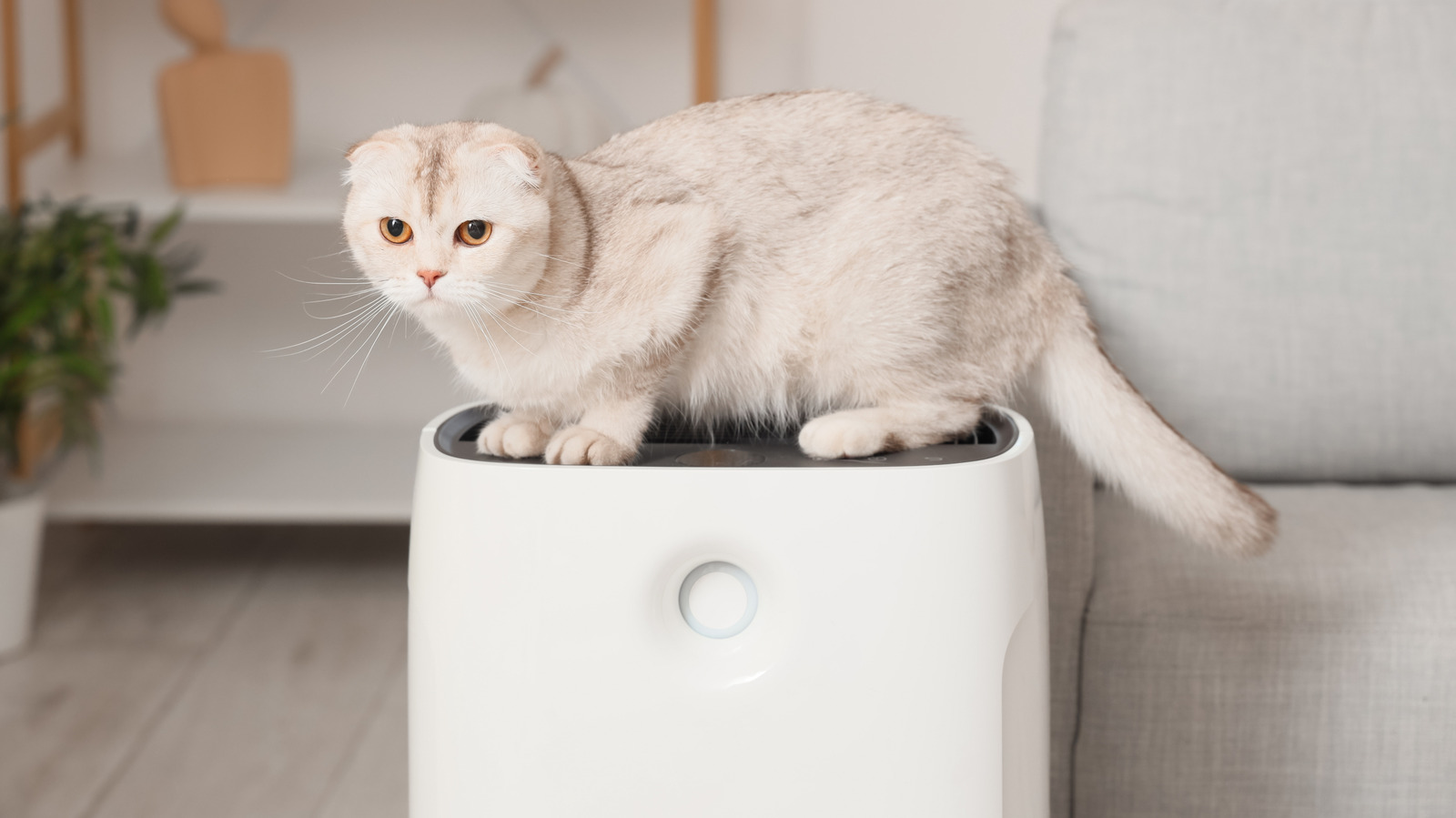8 Best Air Purifier Brands 2024: Consumer Reports Rankings