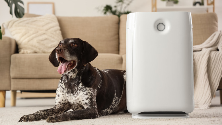A dog sitting calmly beside an air purifier in a living room.