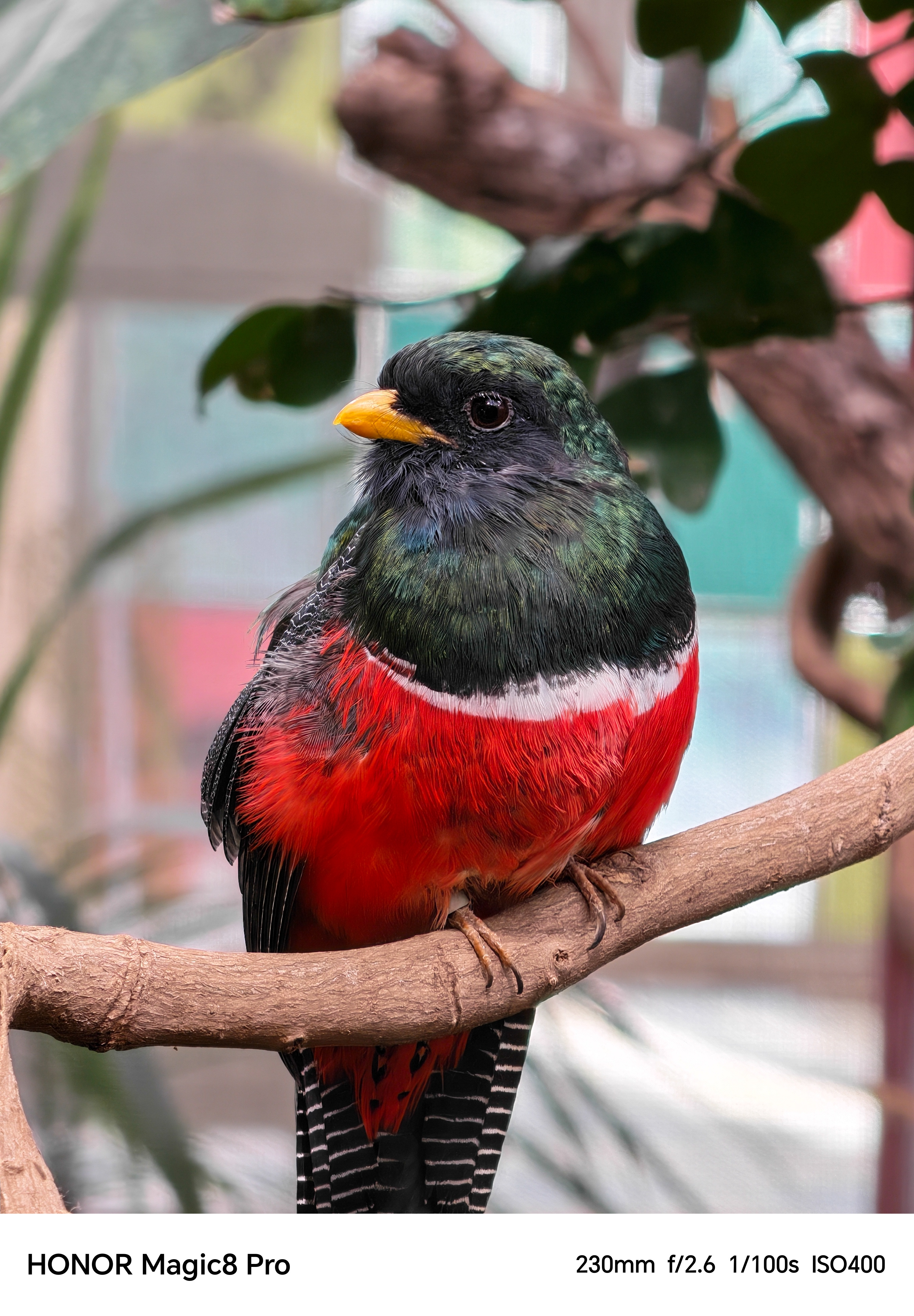 A colorful bird perched on a branch captured with high detail.