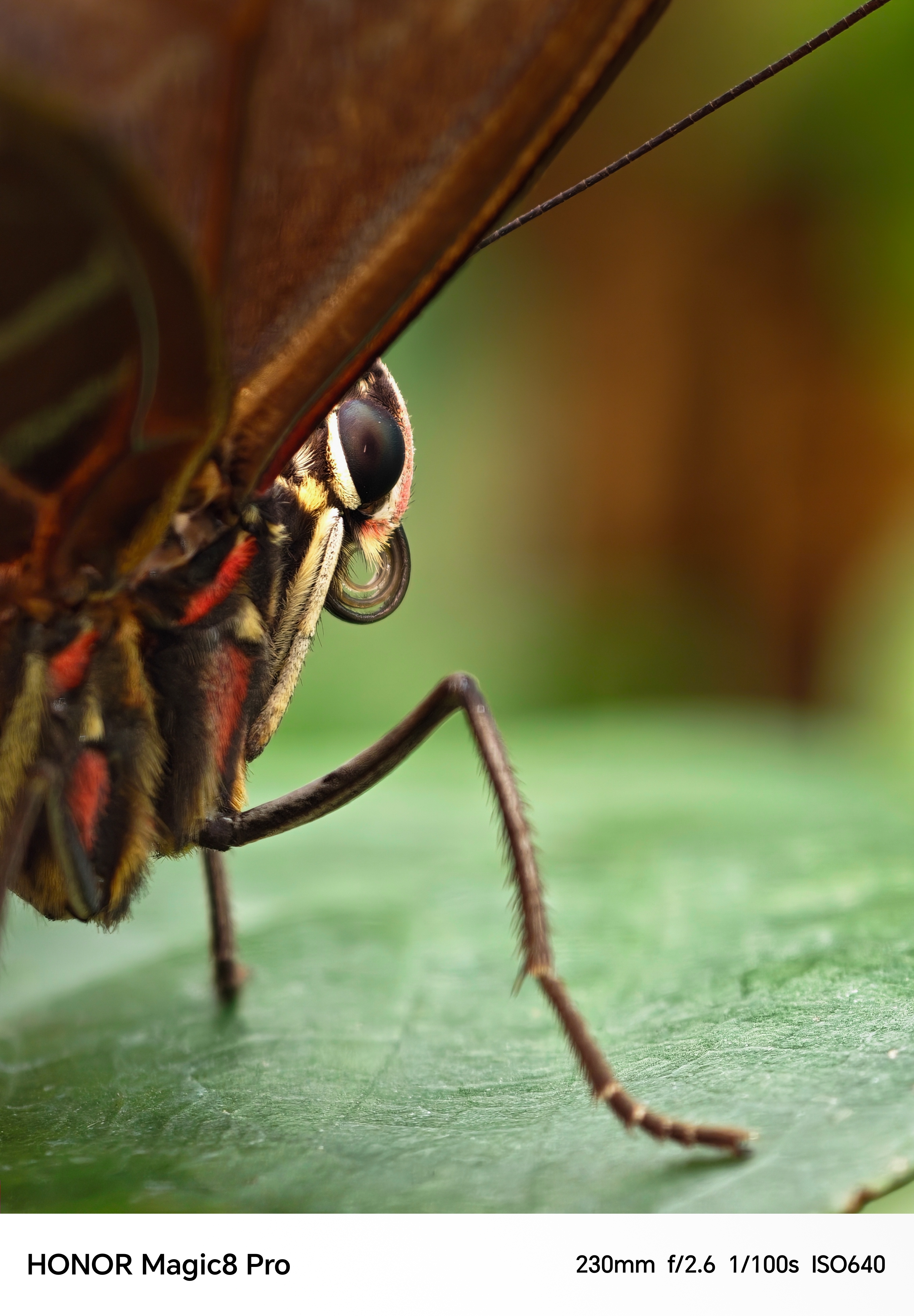 A macro close-up of a butterfly showing fine wing textures.