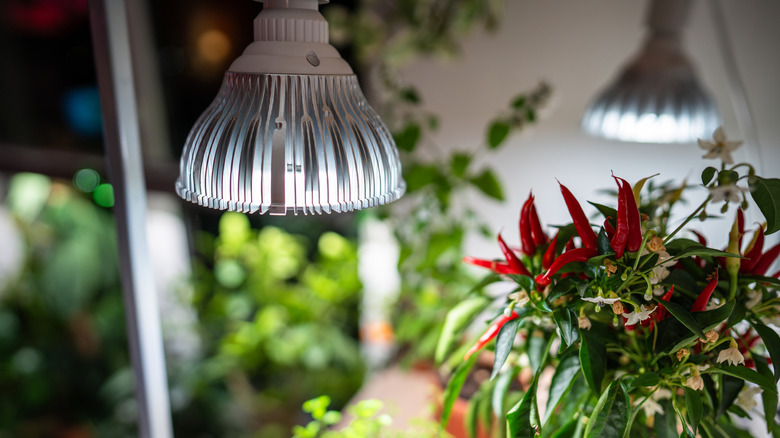 Smart LED grow lights illuminating several indoor potted plants.